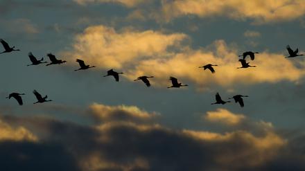 Kraniche fliegen am 10.09.2014 am Himmel in der Nähe von Altenpleen bei Stralsund (Mecklenburg-Vorpommern). Angesichts der sibirischen Kälte und Schnee in Nord- und Ostdeutschland fliehen derzeit tausende Kraniche in Richtung Süden.