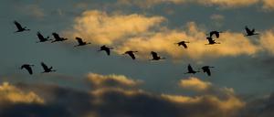 Kraniche fliegen am 10.09.2014 am Himmel in der Nähe von Altenpleen bei Stralsund (Mecklenburg-Vorpommern). Angesichts der sibirischen Kälte und Schnee in Nord- und Ostdeutschland fliehen derzeit tausende Kraniche in Richtung Süden.
