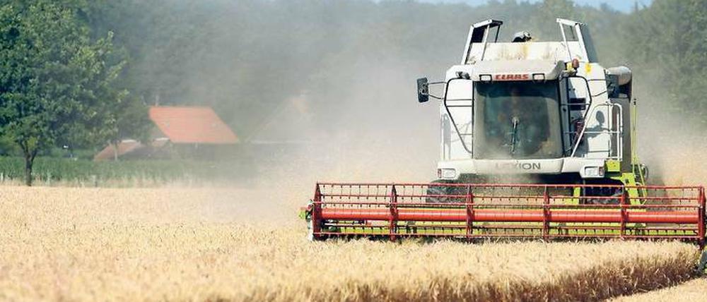 Schwache Ernte. Hitzeperioden verringern die Getreideproduktion um rund zehn Prozent. Hoch entwickelte Agrarstaaten sind dabei stärker betroffen als Länder mit kleinteiliger Landwirtschaft.