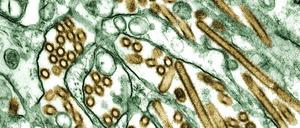 Das Vogelgrippe-Virus H5N1 (braun) kann sich in menschlichen Zellen nur schlecht vermehren. Die viralen Vermehrungsenzyme passen nicht zu einem menschlichen Protein.