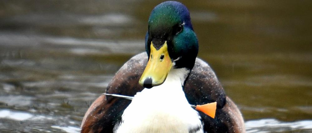 Eine Ente schwimmt am 04.01.2016 in Hamm (Nordrhein-Westfalen) im Wasser des Kurparks. Seit mindestens zwei Wochen lebt der Erpel mit einem von einem Blasrohrpfeil durchbohrten Hals.