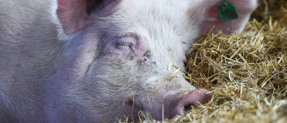 Stroh macht Schweine glücklich, aber die überwiegende Zahl der deutsche Schweine bekommt keins.