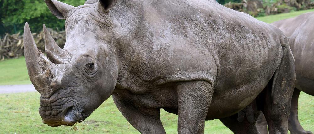 Da waren es nur noch drei. Im Mai 2015 starb in Niedersachsen das viertletzte Nördliche Breitmaulnashorn namens Molly. Es wurde 54 Jahre alt. 