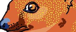 Flink: Ringelschwanzmungo.