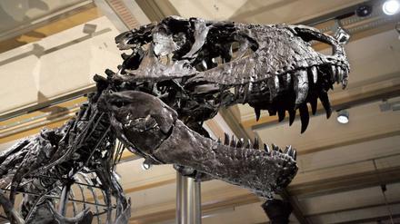 Auch Tristan sagt danke. Das Naturkundemuseum wird sich am Dankeschön-Tag beteiligen. Tristan, das neu aufgebaute und weltweit am besten erhaltene Exemplar des Tyrannosaurus rex, wird dann kostenlos gezeigt. 