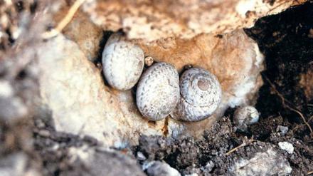 Übers Meer gekommen. Die Levantiner Landschnecke (Levantina spiriplana) erreichte im 14. Jahrhundert die Insel Rhodos – eingeschleppt von Kreuzrittern, die auf dem Rückzug aus dem Nahen Osten waren. 