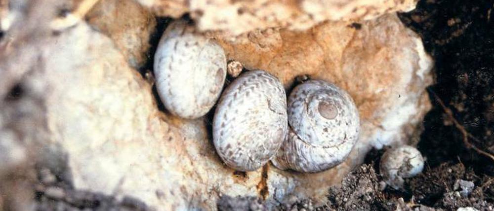Übers Meer gekommen. Die Levantiner Landschnecke (Levantina spiriplana) erreichte im 14. Jahrhundert die Insel Rhodos – eingeschleppt von Kreuzrittern, die auf dem Rückzug aus dem Nahen Osten waren. 