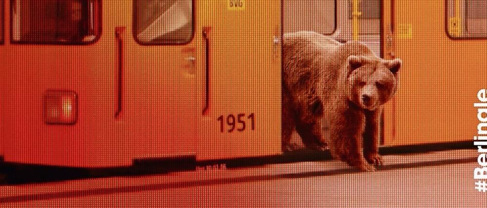 Der Bär ist los. Das Berlinale-Plakat 2016.