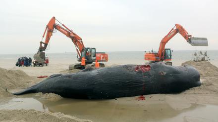 Zwei Bagger bergen am Strand von Wangerooge einen verendeten Pottwal.