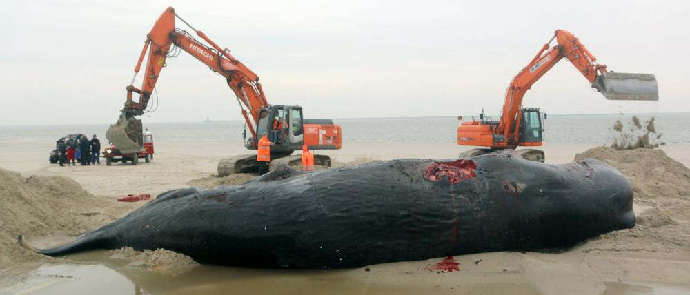 Zwei Bagger bergen am Strand von Wangerooge einen verendeten Pottwal.