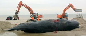 Zwei Bagger bergen am Strand von Wangerooge einen verendeten Pottwal.