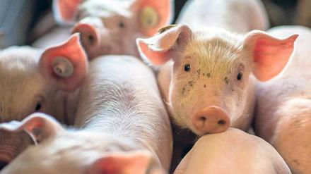 Ausweg. Damit Kranke nicht auf ein rettendes Transplantat warten müssen, wollen Forscher menschliche Organe in Tieren züchten.