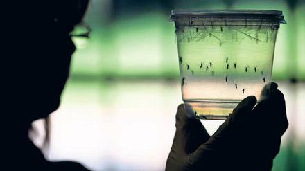 Aedes aegypti