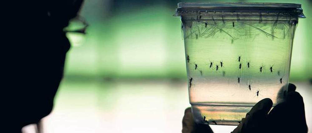 Aedes aegypti