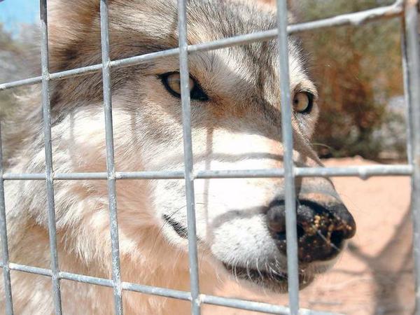 Der Wolf wird im Käfig aufgepäppelt.