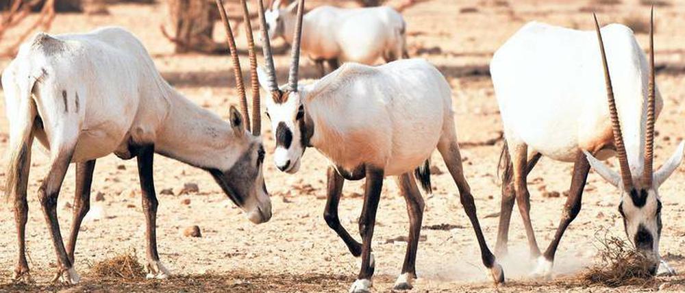 Die Zucht der Oryxantilopen im Reservat gelang.