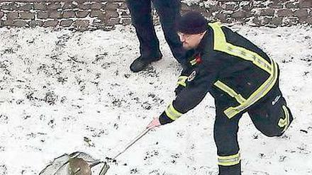 Tier gewinnt. Ein Feuerwehrmann fängt den jungen Schwan. 