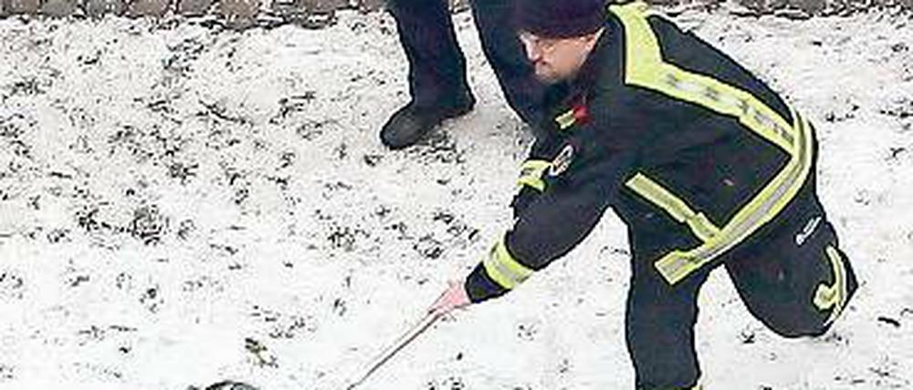 Tier gewinnt. Ein Feuerwehrmann fängt den jungen Schwan. 