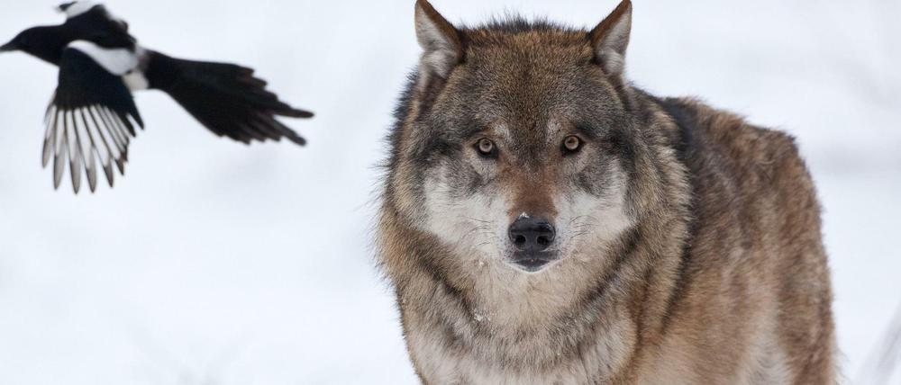 Ein Wolf im Wildpark Schorfheide. Die Wölfe vermehren sich in Zukunft weiter.