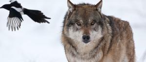 Ein Wolf im Wildpark Schorfheide. Die Wölfe vermehren sich in Zukunft weiter.