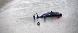 Mindestens zwölf tote Pottwale wurden in der vergangenen Woche an Nordseestränden gefunden. 