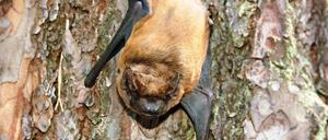 Der Große Abendsegler ist häufiger Wintergast in Spandau.