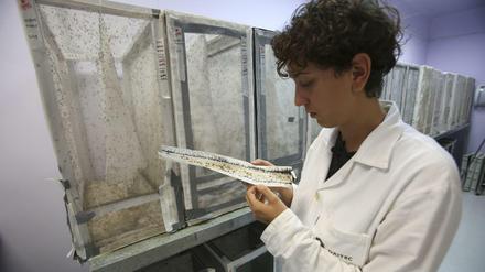 Das Zika-Virus breitet sich immer weiter aus.