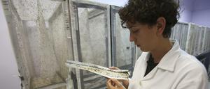 Das Zika-Virus breitet sich immer weiter aus.