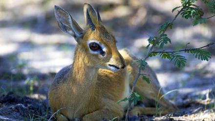 Kirk-Dikdik, im Schatten ruhend, Namibia.