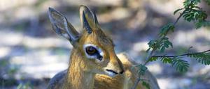 Kirk-Dikdik, im Schatten ruhend, Namibia.