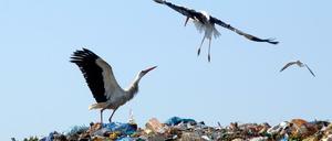 Reich gedeckter Tisch. Störche finden auf Müllhalden allerlei Essbares (hier ein Foto aus Schwanebeck in Brandenburg). Eine Studie mit GPS-Sensoren ergab jetzt, dass viele Störche sich die lange Reise ins südliche Afrika sparen und stattdessen auf Deponien im Mittelmeerraum überwintern.