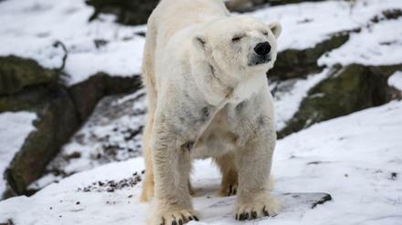Bär für lau. Auch „Katjuscha“ im Zoo kann am Danke-Tag des Landes, 31. Januar, ohne Ticket angesehen werden – falls man sich rechtzeitig bewirbt.