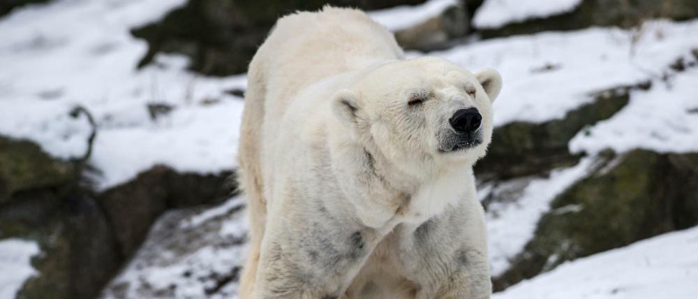 Bär für lau. Auch „Katjuscha“ im Zoo kann am Danke-Tag des Landes, 31. Januar, ohne Ticket angesehen werden – falls man sich rechtzeitig bewirbt.