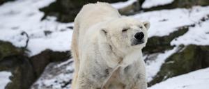 Bär für lau. Auch „Katjuscha“ im Zoo kann am Danke-Tag des Landes, 31. Januar, ohne Ticket angesehen werden – falls man sich rechtzeitig bewirbt.