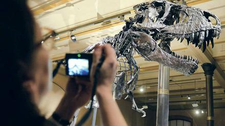 Kopf eines T. rex-Skeletts