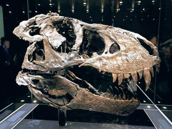 Originalschädel des T. rex.