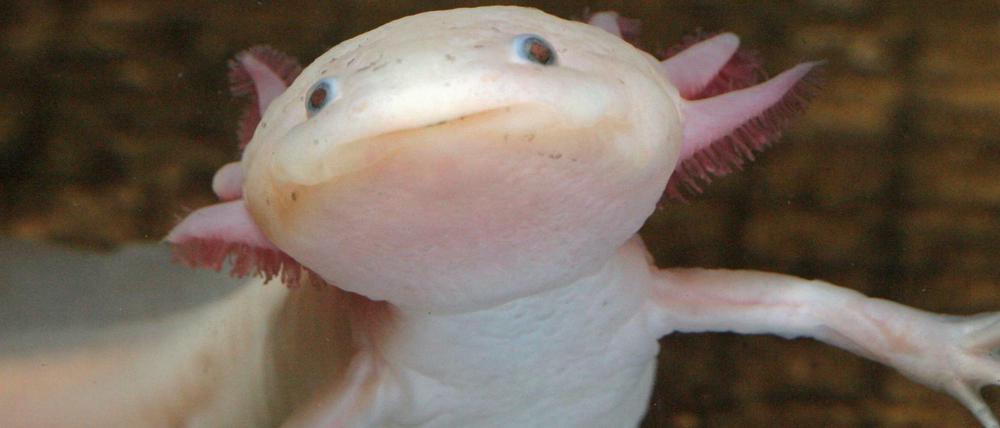 In ihrer mexikanischen Heimat sind Axolotl immer seltener zu finden - sie gehören inzwischen zu den vom Aussterben bedrohten Tierarten. 