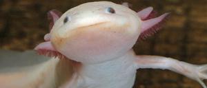 In ihrer mexikanischen Heimat sind Axolotl immer seltener zu finden - sie gehören inzwischen zu den vom Aussterben bedrohten Tierarten. 