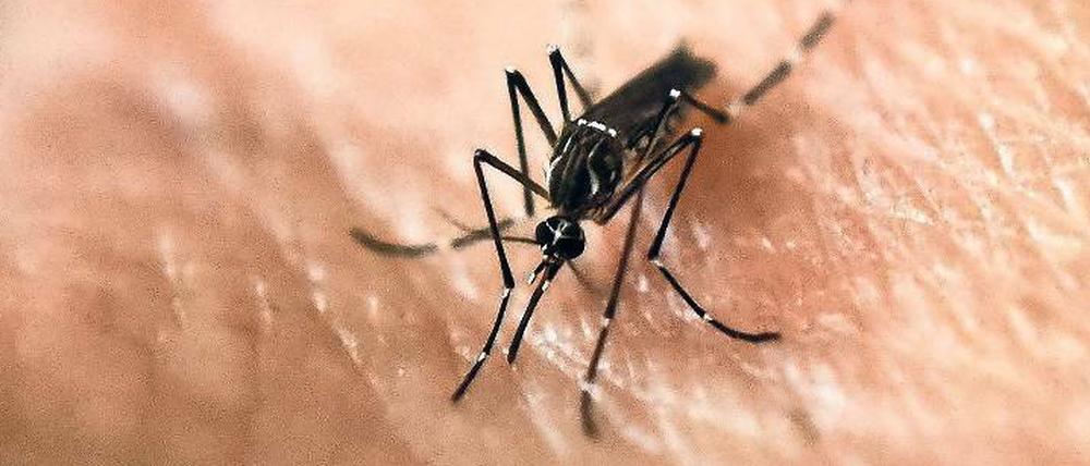 Überträger. Aedes-Mücken übertragen Gelbfieber in tropischen Regionen Afrikas und Lateinamerikas.