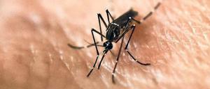 Überträger. Aedes-Mücken übertragen Gelbfieber in tropischen Regionen Afrikas und Lateinamerikas. 