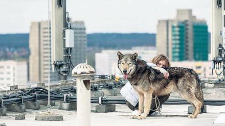 Die animalische Lovestory „Wild“ von Nicolette Krebitz feierte ihre Weltpremiere in Sundance. Der Film mit Lilith Stangenberg hatte auch eine Einladung zur Berlinale.