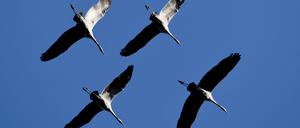 Die Kraniche kommen dieses Jahr zwei Wochen früher zurück.