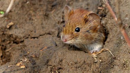 Eine Maus. Nicht mehr und nicht weniger. Ob sie die AFD manipuliert hat, ist nicht bekannt.