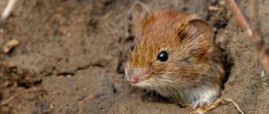 Eine Maus. Nicht mehr und nicht weniger. Ob sie die AFD manipuliert hat, ist nicht bekannt.