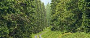 Fichten. Sie wurden vielerorts anstelle von Eichen und Buchen gepflanzt. Foto: Imago