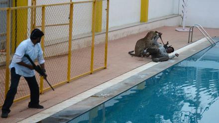 Ein mit einem Beruhigungsgewehr bewaffneter Inder (l.) beobachtet die Attacke eines Leoparden auf den Wildhüter Sanjay Gubbi (r.) in einer Privatschule bei Bangalore. 