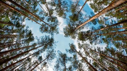 Um Himmels willen - die Bäume sind weg! Kiefernwald in Brandenburg.