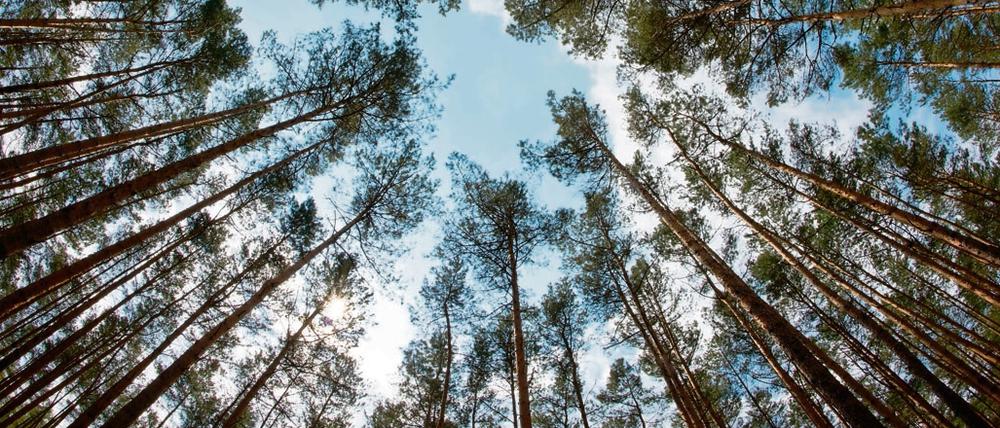 Um Himmels willen - die Bäume sind weg! Kiefernwald in Brandenburg.