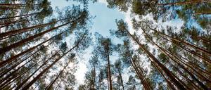 Um Himmels willen - die Bäume sind weg! Kiefernwald in Brandenburg.