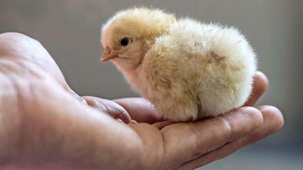 In Münster wurde erstmals Anklage gegen eine Brüterei erhoben, weil sie Eintagsküken getötet haben.